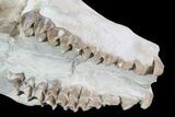 Oreodont (Merycoidodon) Partial Skull - Wyoming #93755-6